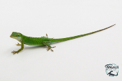 Anolis carolinensis - Anolis vert