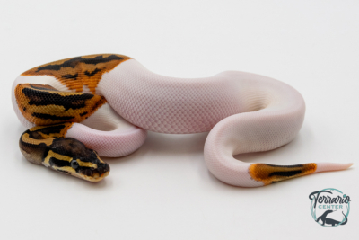 Python Royal - Python regius Piebald