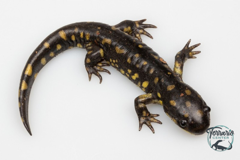 Ambystoma tigrinum - Salamandre tigrée