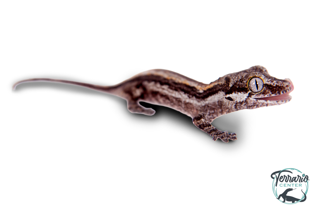 Rhacodactylus auriculatus - Gecko gargouille - Mix Couleur - Juvénile
