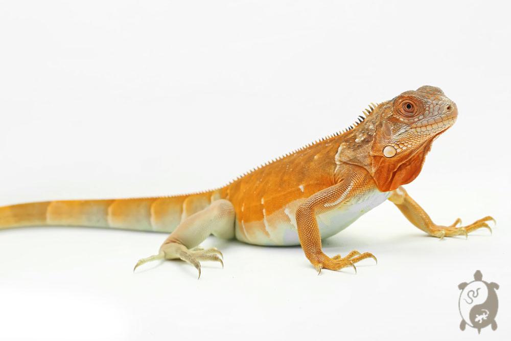 Iguana iguana - Iguane Vert juvénile (vert, lime green, rouge ou bleu)