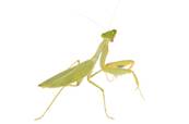 Sphodromantis lineola - Mante géante africaine