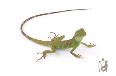 Physignathus cocincinus - Dragon d'eau vert - NC FRANCE 2026