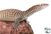 Varanus tristis orientalis  - Varan moucheté - NC FRANCE 2026