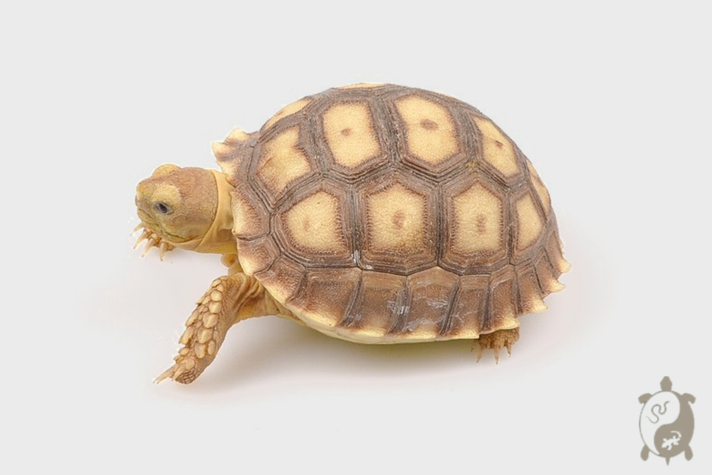 Centrochelys sulcata 8/10 cm - Tortue sillonnée