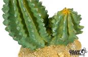 Cactus 4 - 9.5x5x10cm