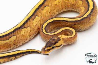 Python royal - Python regius Super Stripe