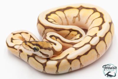 Python royal - Python regius Butter Bee