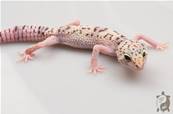 Eublepharis Angramainyu - Gecko à queue grasse iranien 