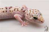 Eublepharis Angramainyu - Gecko à queue grasse iranien 