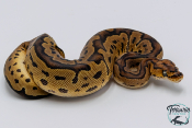 Python royal - Python regius Clown