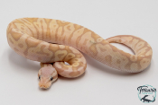 Python royal - Python regius Banana Pastel Vanilla