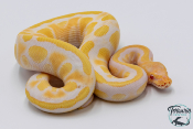 Python royal - Python regius Albinos Mahogany