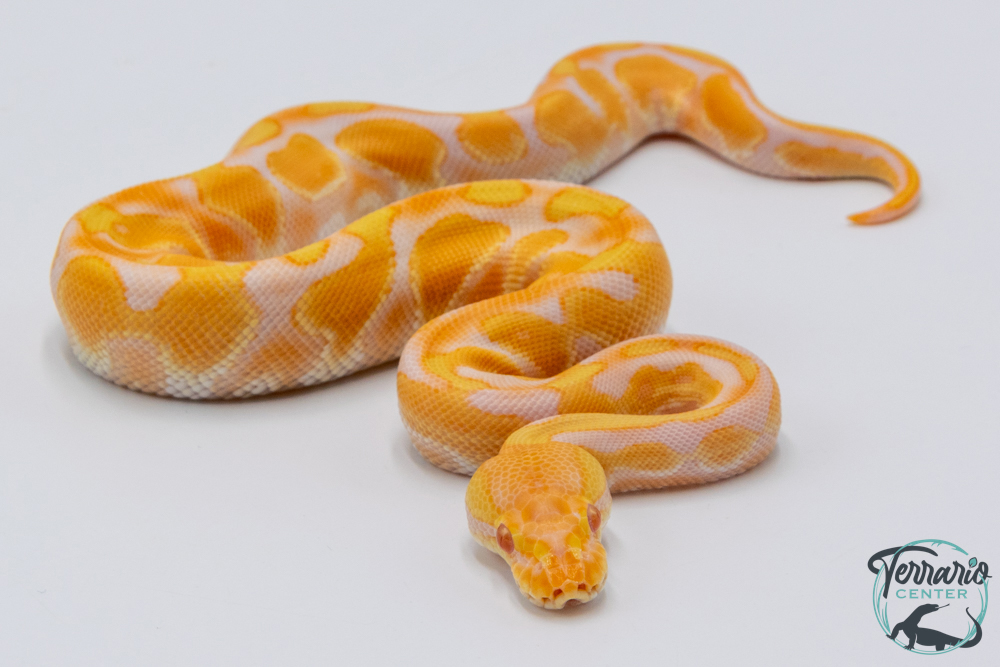 Python royal - Python regius Albinos Black Pastel Enchi