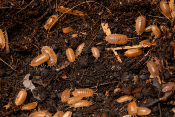 Porcellio laevis "Orange"