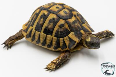 Tortue d'Hermann - Testudo hermanni boettgeri 12-15 cm - Mâle