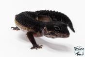 Gecko Léopard - Eublepharis Macularius - Black Night - Femelle &#9792; F1