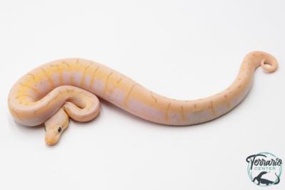 Python royal - Python regius Banana Spinner Blast