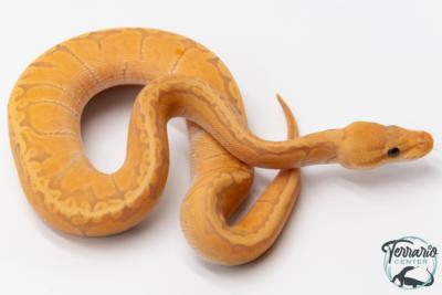 Python royal - Python regius Banana Pinstripe GHI