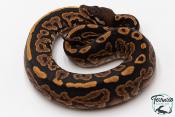 Python royal - Python regius Black Pastel