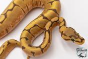 Python royal - Python regius Stinger Bee Hypo