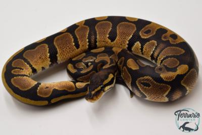 Python royal - Python regius Classique