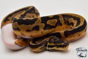 Python Royal - Python regius Piebald