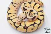 Python royal - Python regius Bumblebee Yellow Belly