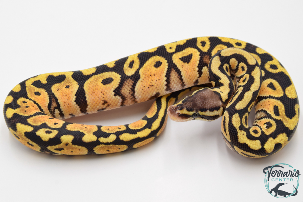 Python royal - Python regius Pastel Specter
