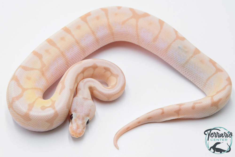 Python royal - Python regius Banana Killer Bee