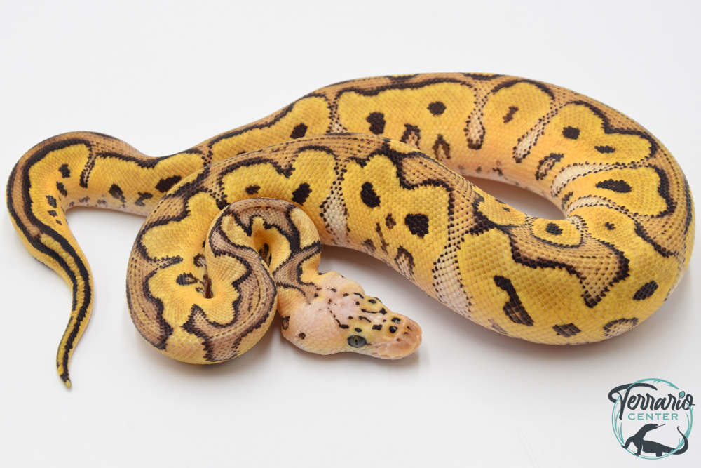 Python royal - Python regius Clown Pastel