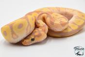 Python royal - Python regius Banana Clown