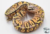 Python royal - Python regius Super Pastel Yellow Belly