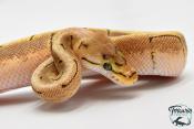 Python royal - Python regius Spinner Yellow Belly