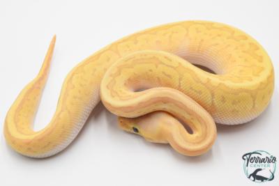 Python royal - Python regius Banana Lemon Blast Mojave