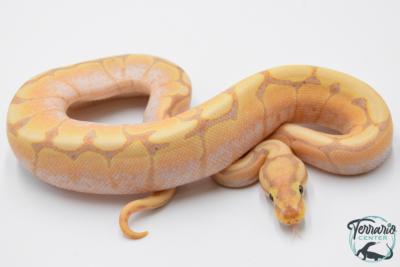 Python royal - Python regius Banana Spider