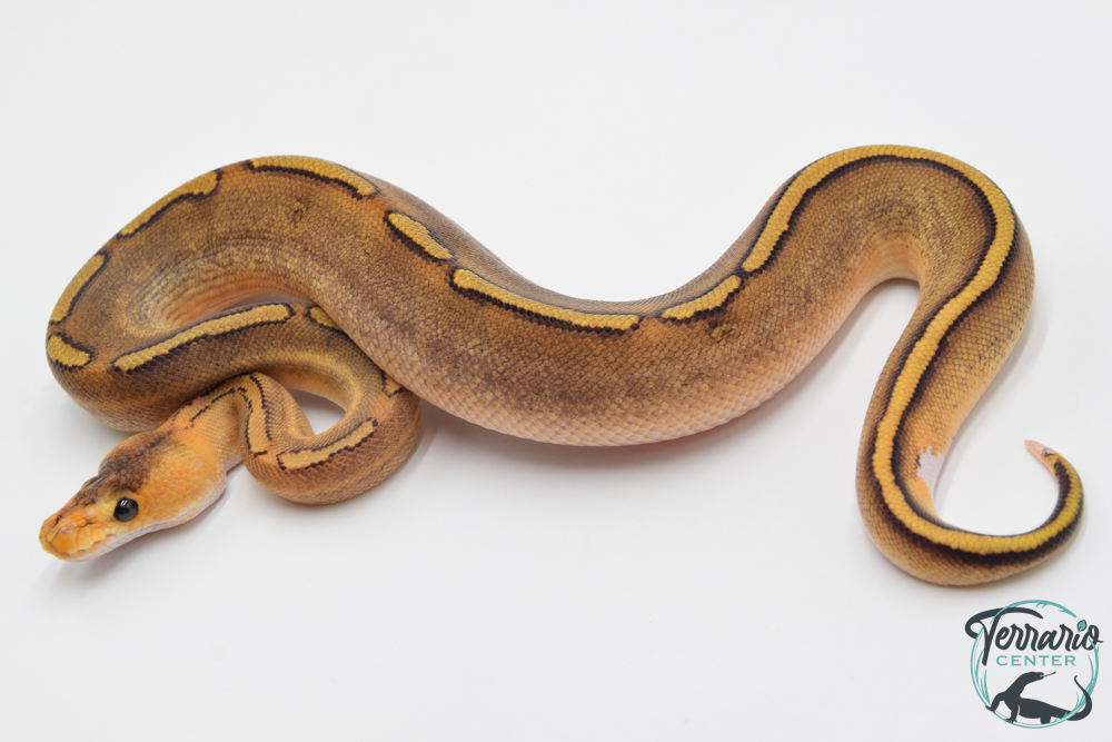 Python royal - Python regius Champagne