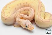 Python royal - Python regius Banana Clown Pastel