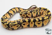 Python royal - Python regius Pastel