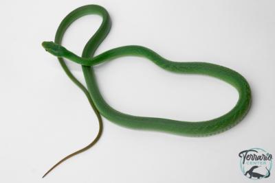 Gonyosoma coeruleum -  Serpent ratier vert - NC 2024