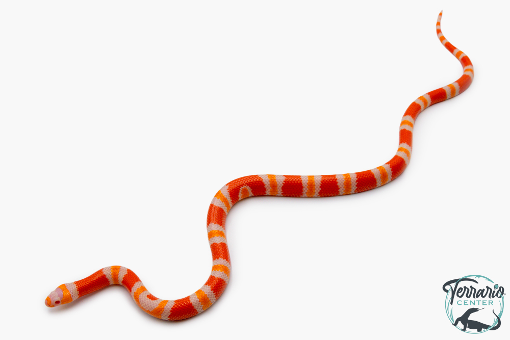 Lampropeltis triangulum hondurensis -  Faux-corail du Honduras - Albinos Tangerine