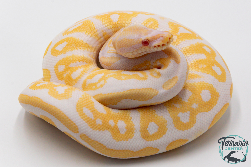 Python royal - Python regius Albinos Black Pastel