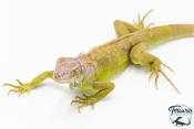 Iguana iguana - Iguane Vert juvénile (vert, lime green, rouge ou bleu)