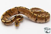 Python royal - Python regius Spider Yellow Belly