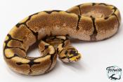Python royal - Python regius Spider Yellow Belly