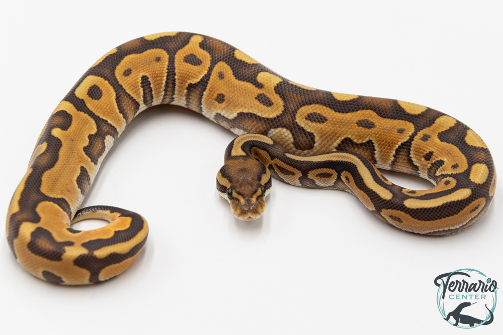 Python royal - Python regius Leopard Enchi Hypo 
