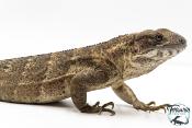 Ctenosaura pectinata - Iguane à queue épineuse de l'Ouest - Piebald