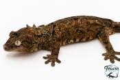 Mniarogekko chahoua - Gecko mousse - Grande Terre - NC 2025 - Mâle 03
