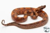 Boa constricteur - Boa imperator Leopard Mandarine Belly 