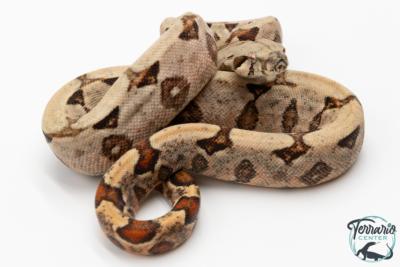 Boa constricteur - Boa imperator Amber